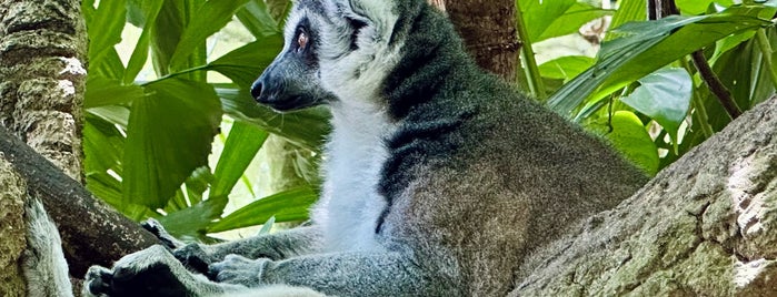 シンガポール動物園 is one of Singapore.