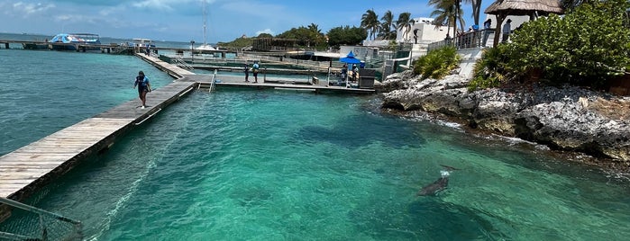 Dolphin Discovery Garrafon Ferry is one of Cancun.