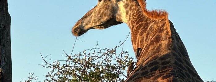 Kruger National Park is one of Africa.