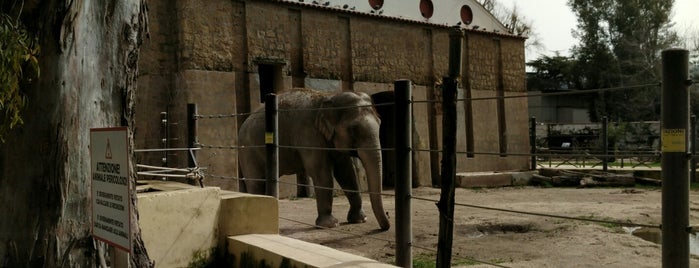 Zoo Di Napoli is one of Italy.