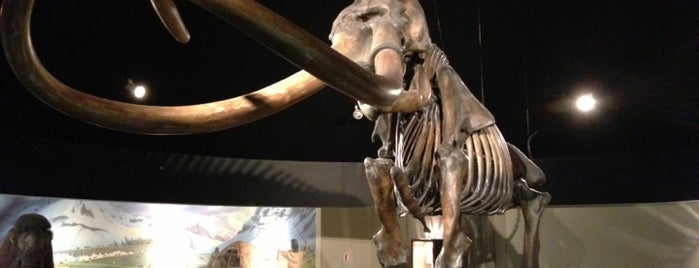 Page Museum at the La Brea Tar Pits is one of The 11 Best Places for Blazers in Mid-City West, Los Angeles.