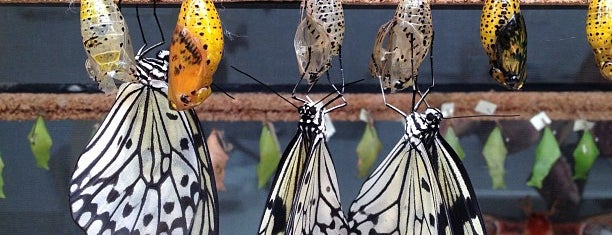 Mariposario de Benalmádena - Benalmadena Butterfly Park is one of Jiordana: сохраненные места.