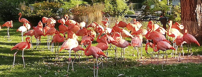 Flamingo-Gehege is one of cologne.