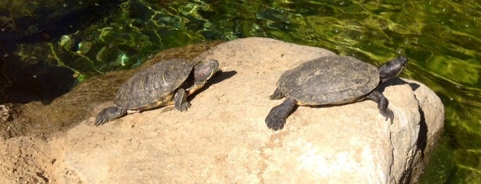 The Turtle Pond is one of JRA 님이 좋아한 장소.