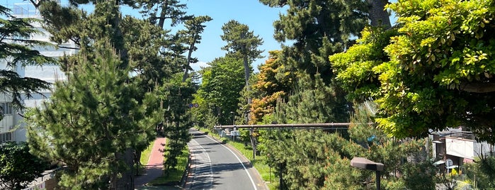 東海道松並木 is one of 神奈川/Kanagawa.