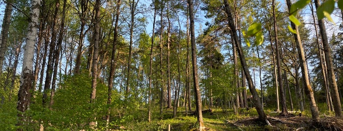 Gömmarens naturreservat is one of Sweden.