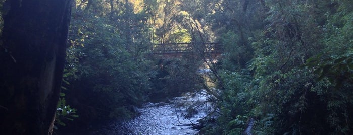 Pureora Forest Park is one of Top 10 Walk/Hike/Bike tracks in HamiltonWaikato.