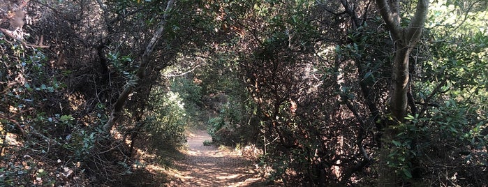 Mount Davis Coastal Cataract Trail is one of Places To Try in SF + The Peninsula.