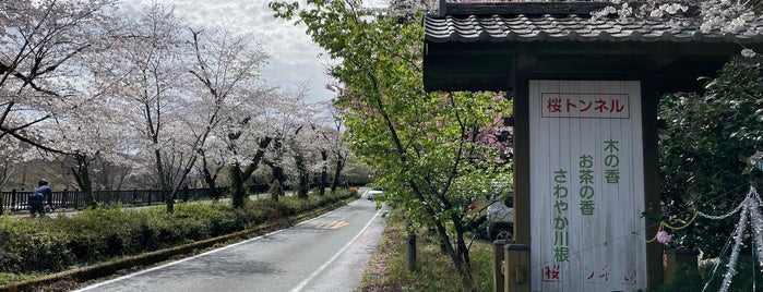 了玄の桜トンネル is one of 川根町.
