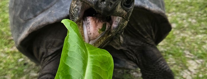 Turtle Farm is one of Сейшелы.