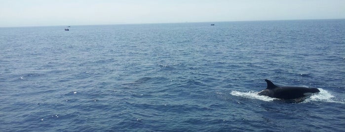 Whale Watch is one of Festland Spanien / Mainland Spain.