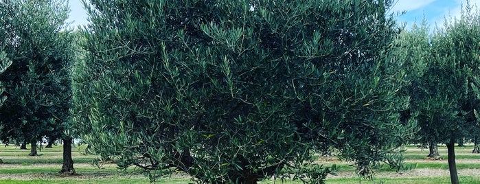 Green Olive is one of Locais salvos de Funwin.