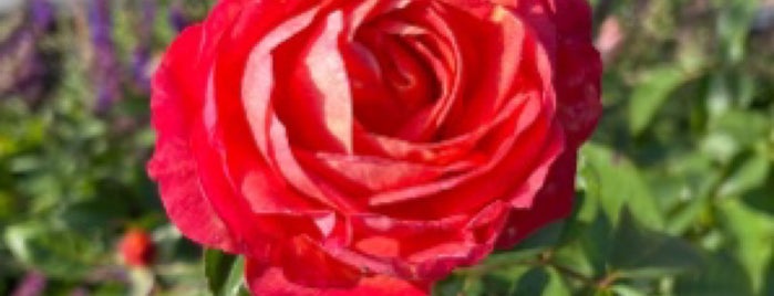 Rose Garden is one of Locais curtidos por Murat.