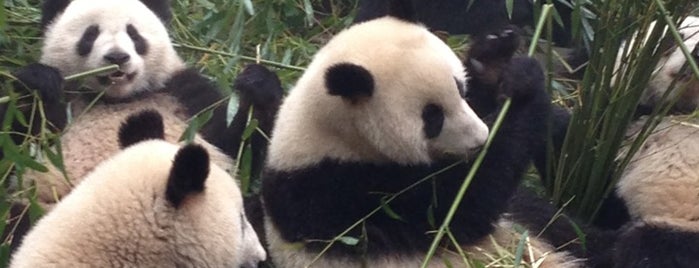 Chengdu Research Base of Giant Panda Breeding is one of UNESCO World Heritage Sites in China.