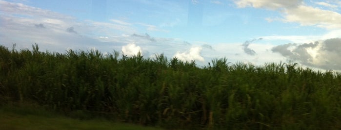 Cane Field is one of Hawaii 2013.