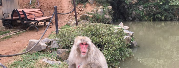 Arashiyama Monkey Park Iwatayama is one of Kyoto.