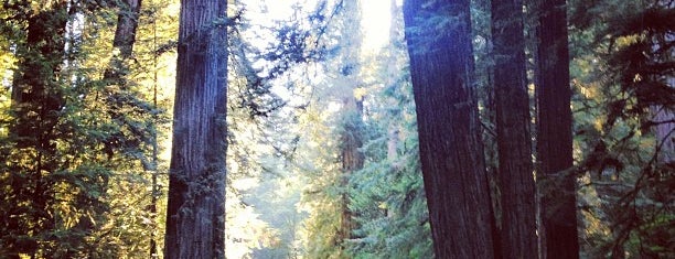 Redwood National Park is one of Great Spots Around the World.