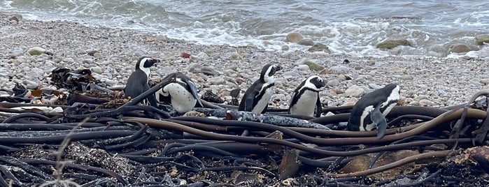 Stony Point Penguin Colony is one of สถานที่ที่ Nieko ถูกใจ.