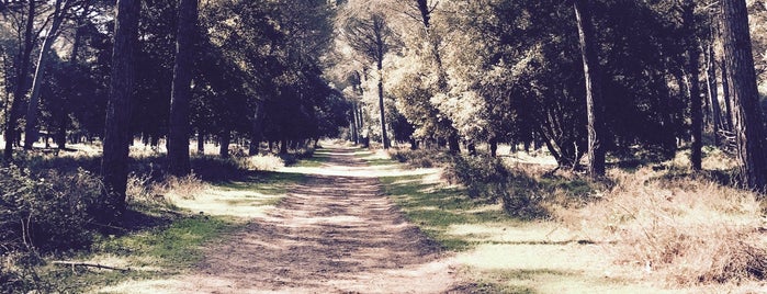Parco di S.Rossore is one of Posti che sono piaciuti a Massimo.