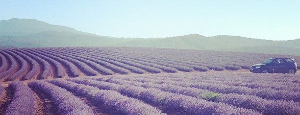 Bridestow Lavender Estate is one of สถานที่ที่ Darren ถูกใจ.