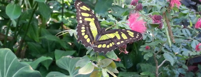 Butterfly Exhibit is one of Lugares preferidos de Houston.