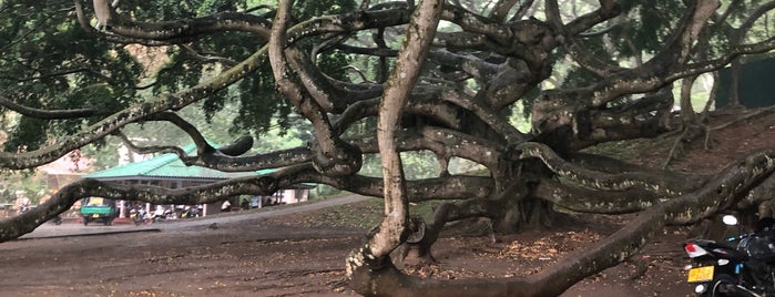 University of Peradeniya is one of Favorite Spots.