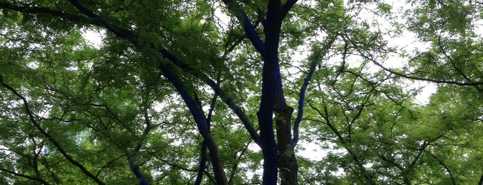 Westlake Blue Trees is one of Seattle Area Oddities.