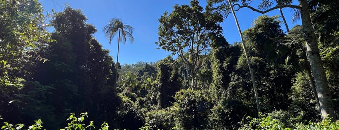 Tamborine Rainforest Skywalk is one of Queensland Attractions.