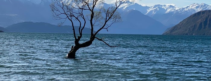 That Wanaka Tree is one of A week on New Zealand's South Island.