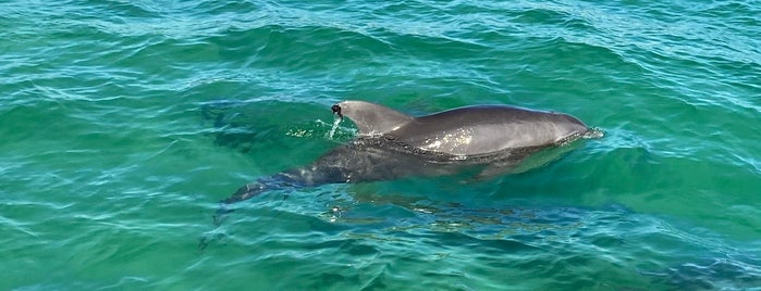 AJ's Water Adventures: Dolphin Tours and Sunset Cruises is one of Destin.