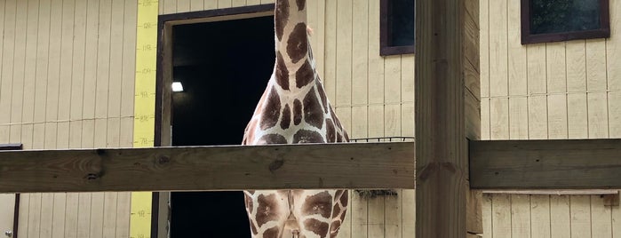 Claws 'n' Paws Wild Animal Park is one of All-time favorites in United States.