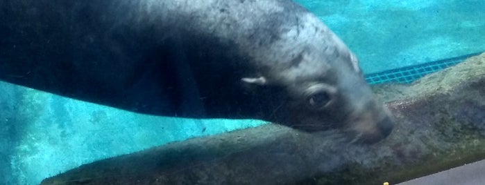 Sea Lion Cave is one of Lover time.