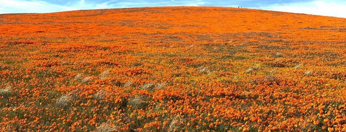 Antelope Valley Poppy Reserve is one of Orte, die David gefallen.