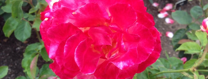 Inez Grant Parker Memorial Rose Garden is one of Locais curtidos por TheDL.