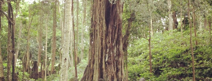 Sacred Monkey Forest Sanctuary is one of ubud.