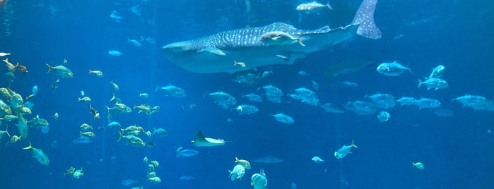 Georgia Aquarium is one of Tempat yang Disimpan Karina.