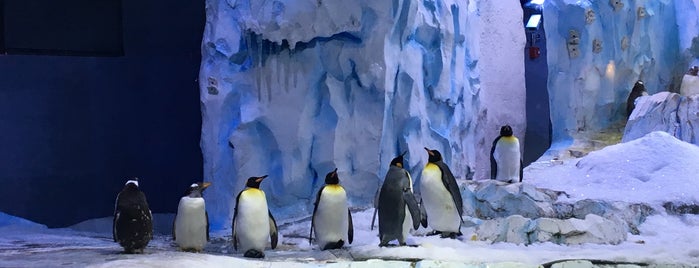 Polk Penguin Conservation Center is one of Tempat yang Disukai Anne.