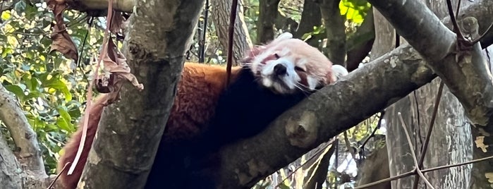 Red Panda is one of Hendraさんのお気に入りスポット.