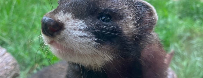 British Wildlife Centre is one of My Facebook map.