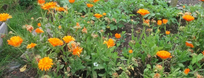 Rosendale Allotments is one of Top Tulse Hill.