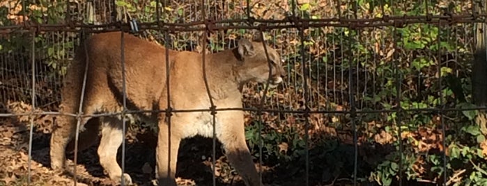 Puma Exhibit is one of Things To Do --- NEAR Home.