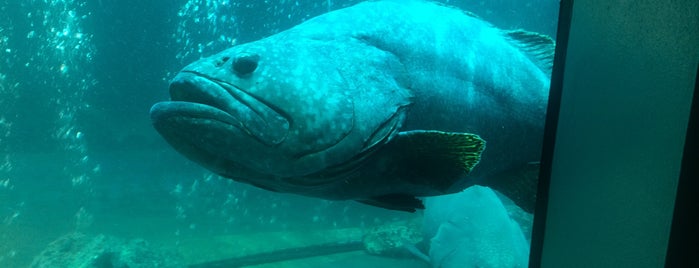 Samui Aquarium Tiger Zoo is one of Koh Phanghan.