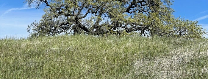 Henry W. Coe State Park is one of SF.