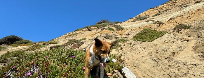 Fort Funston is one of Dog Day Afternoon.