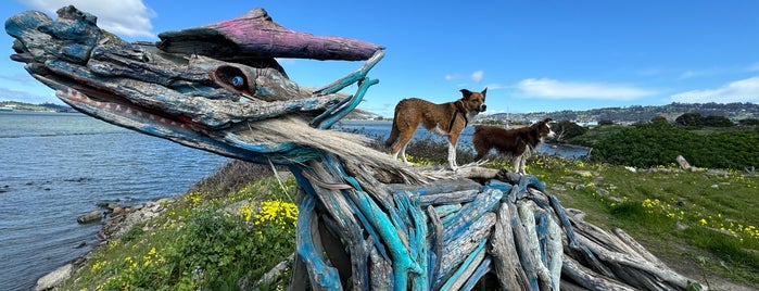 Albany Beach is one of Top picks for Dog Runs.