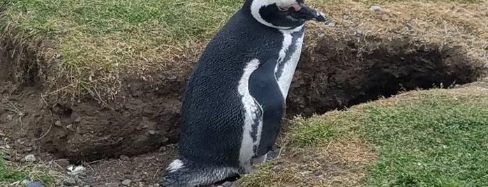 Monument naturel Los Pingüinos is one of Argentina, Uruguay, Chile & Paraguay.