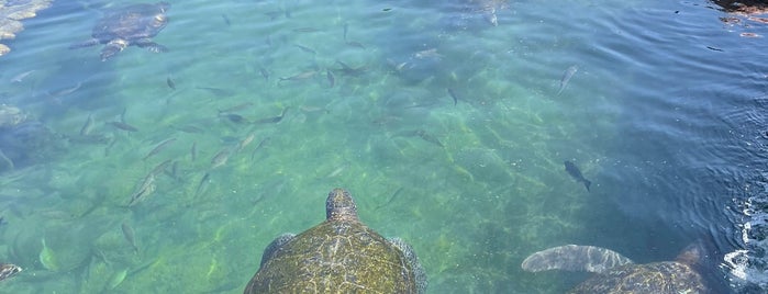 The Oceanarium is one of Eilat.