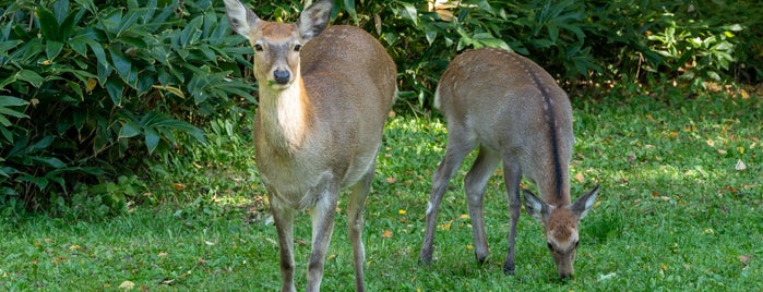 Makomanai Park is one of Orte, die Tamaki gefallen.