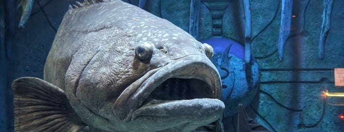 The Lost Chambers Aquarium is one of Dubai.