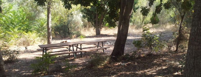Hulda Forrest is one of Best picnic spots in Israel.